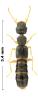 Astenus sp.